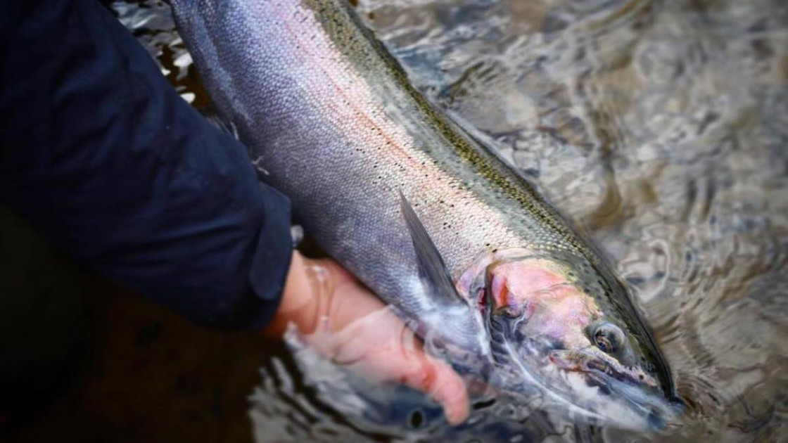 How To CATCH Salmon, Trout, & Steelhead With SPINNERS. (EASY To