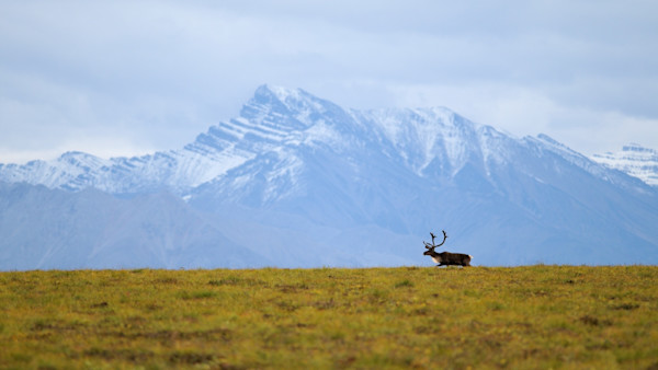 BLM Blocks Mining Road in Alaska’s Brooks Range