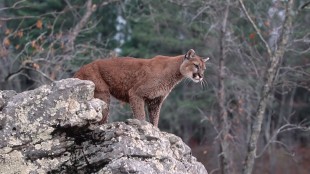 Shovel-Wielding Camper Kills Mountain Lion in Colorado