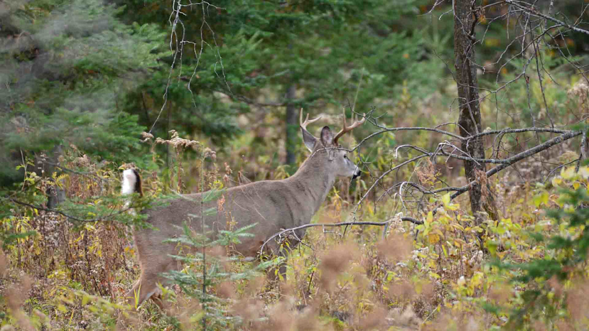 BigWoods1-2.jpg