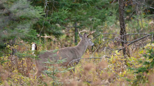 BigWoods1-2.jpg