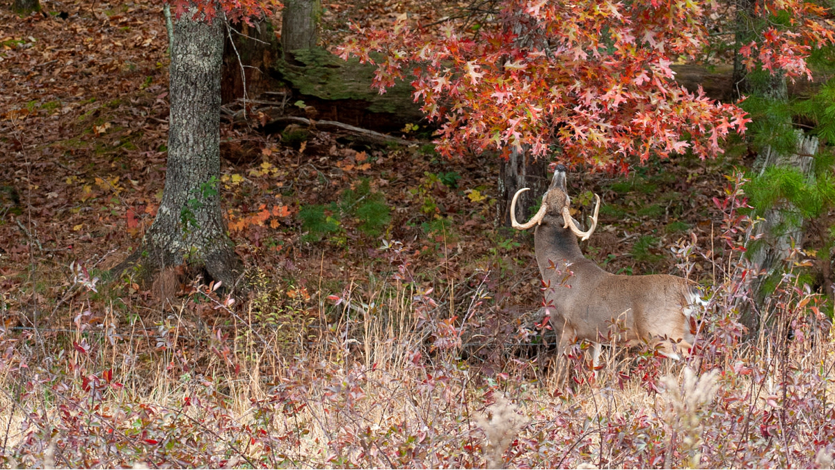 3 Best Trail Camera Locations For Pre-Rut