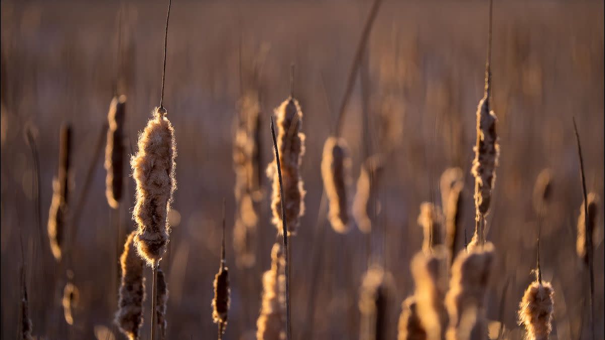 How to Scout and Hunt Public Cattail Marshes 