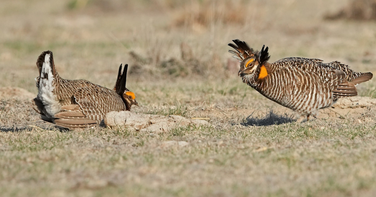 Lesser Prairie Chickens Delisted from ESA Lesser Prairie Chickens Delisted from ESA