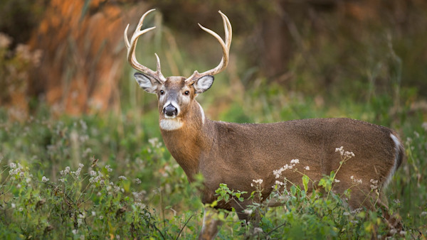 How to Scout for Limited Resources to Locate Early-Season Bucks