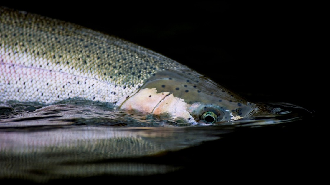 Steelhead Firsts - On The Water