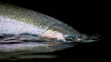 Are Great Lakes Steelhead Really ‘Steelhead?’