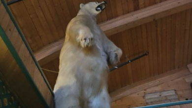 Thieves Pilfer 500-Pound Polar Bear in 'Planned' Plunder