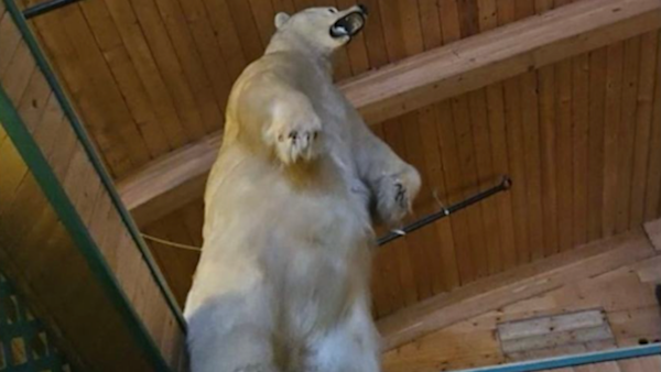 Thieves Pilfer 500-Pound Polar Bear in 'Planned' Plunder