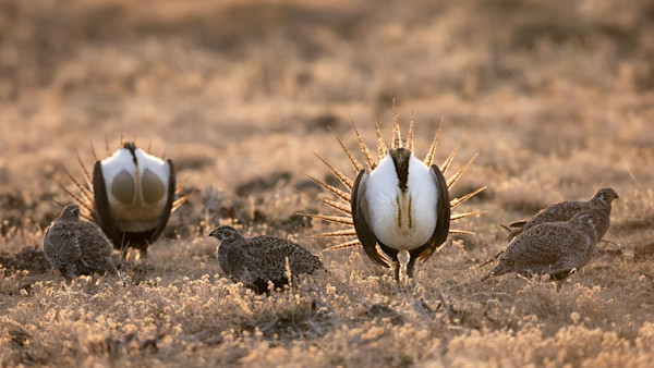 North Dakota Officials Say Sage Grouse Have Been Extirpated in the State
