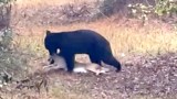 Video: Black Bear Takes Hunter’s Deer