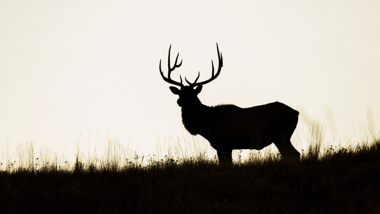 Does Moon Phase Affect the Elk Rut?
