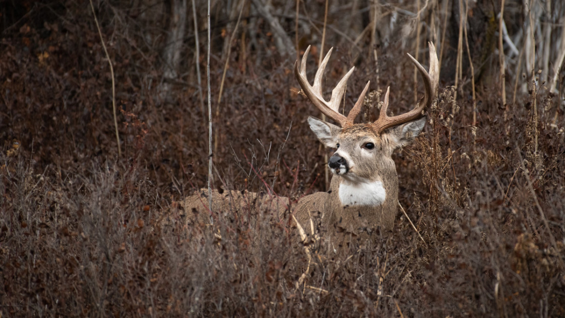 Whitetail Deer In A Field Diamond Painting 