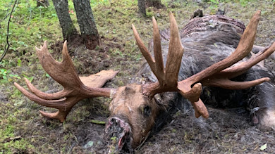 How an Ontario Local Recovered a Record Bull Moose a Wisconsin Hunter Wounded and Lost