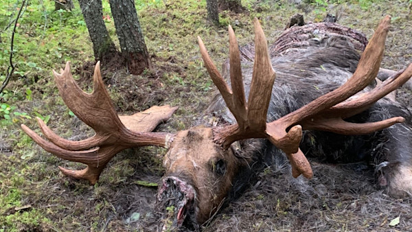 How an Ontario Local Recovered a Record Bull Moose a Wisconsin Hunter Wounded and Lost