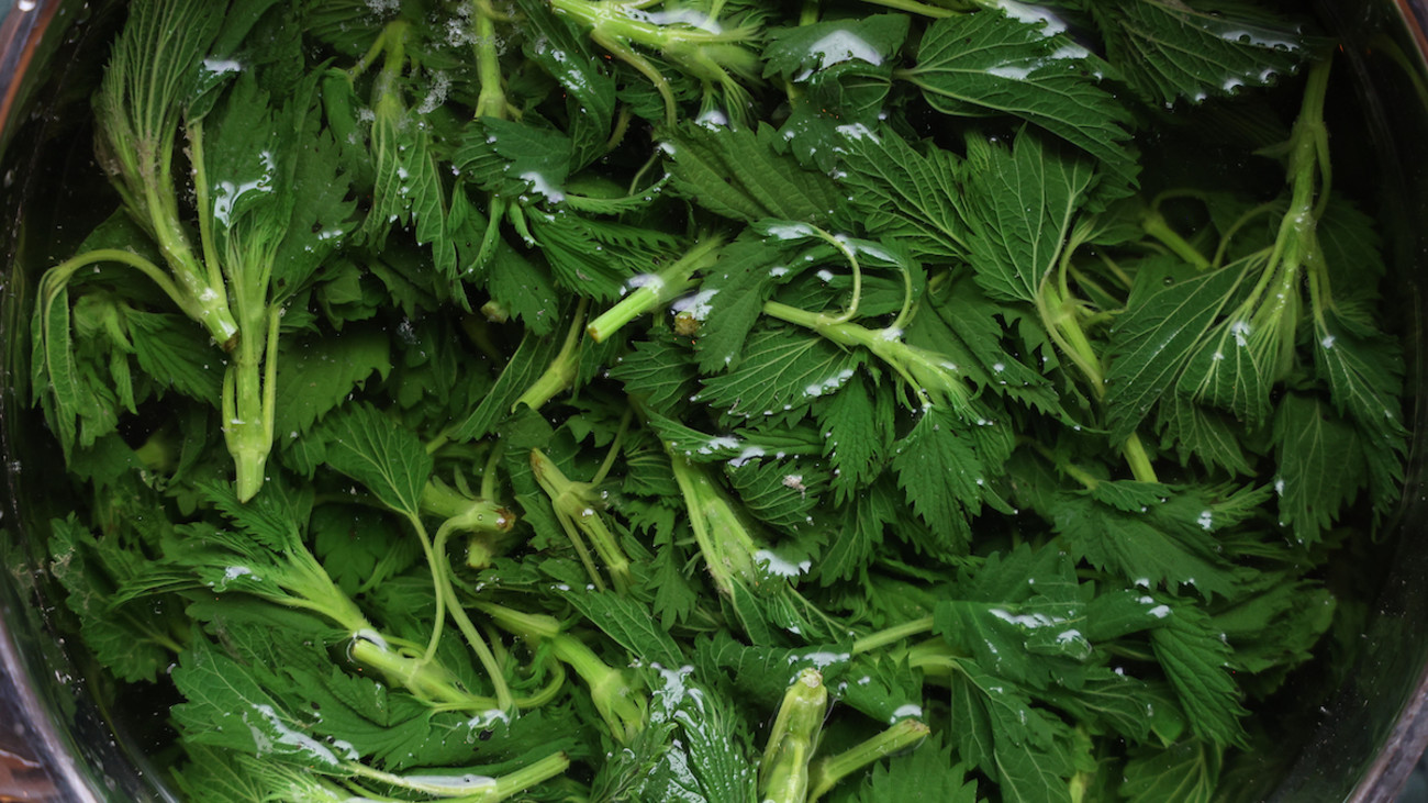 How to Forage Stinging Nettles