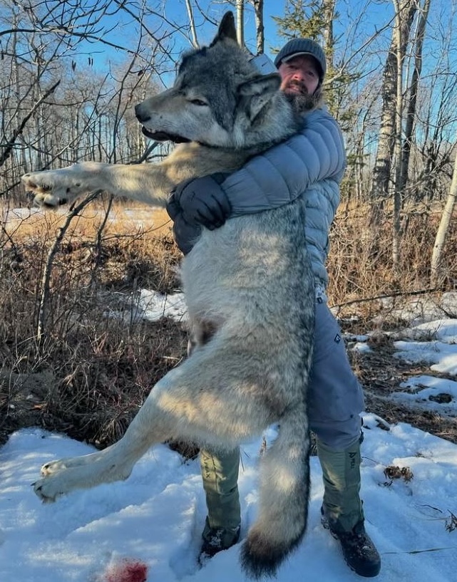 lampers wolf 2 (1)