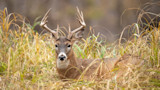 Backtracking: Do You Really Need to Find A Buck’s Bed to Hunt Him?