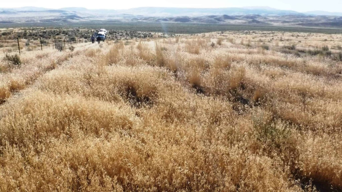 Cheatgrass-in-Elko-Area-scaled-edited-2048x1152