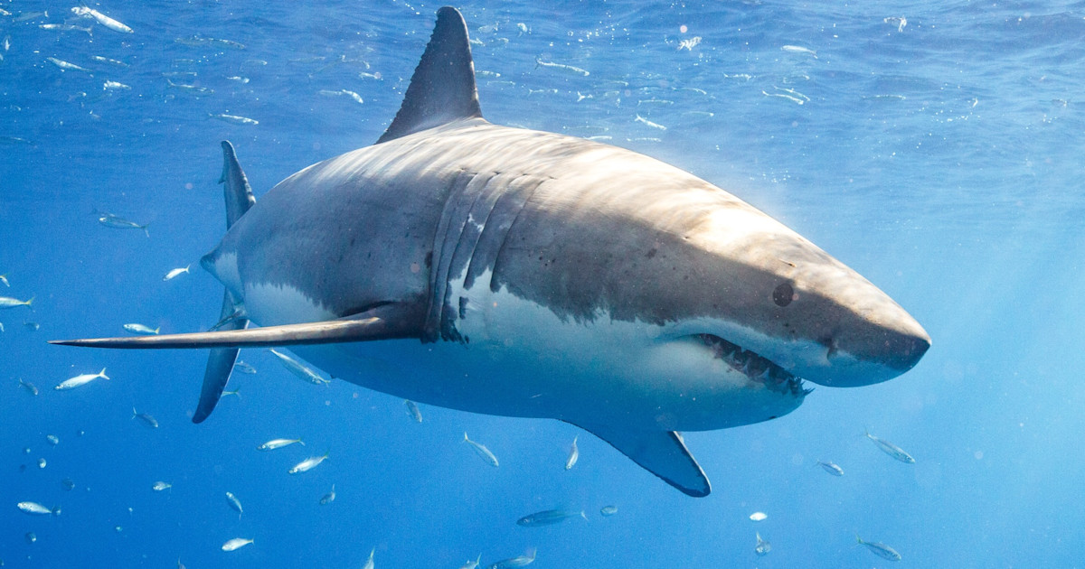 3 Spearfishermen Dead After String of Shark Attacks in Australia 3 Spearfishermen Dead After String of Shark Attacks in Australia