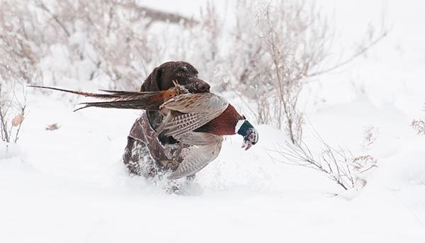 A GSP delivers a picturesque retrieve through thick snow. 