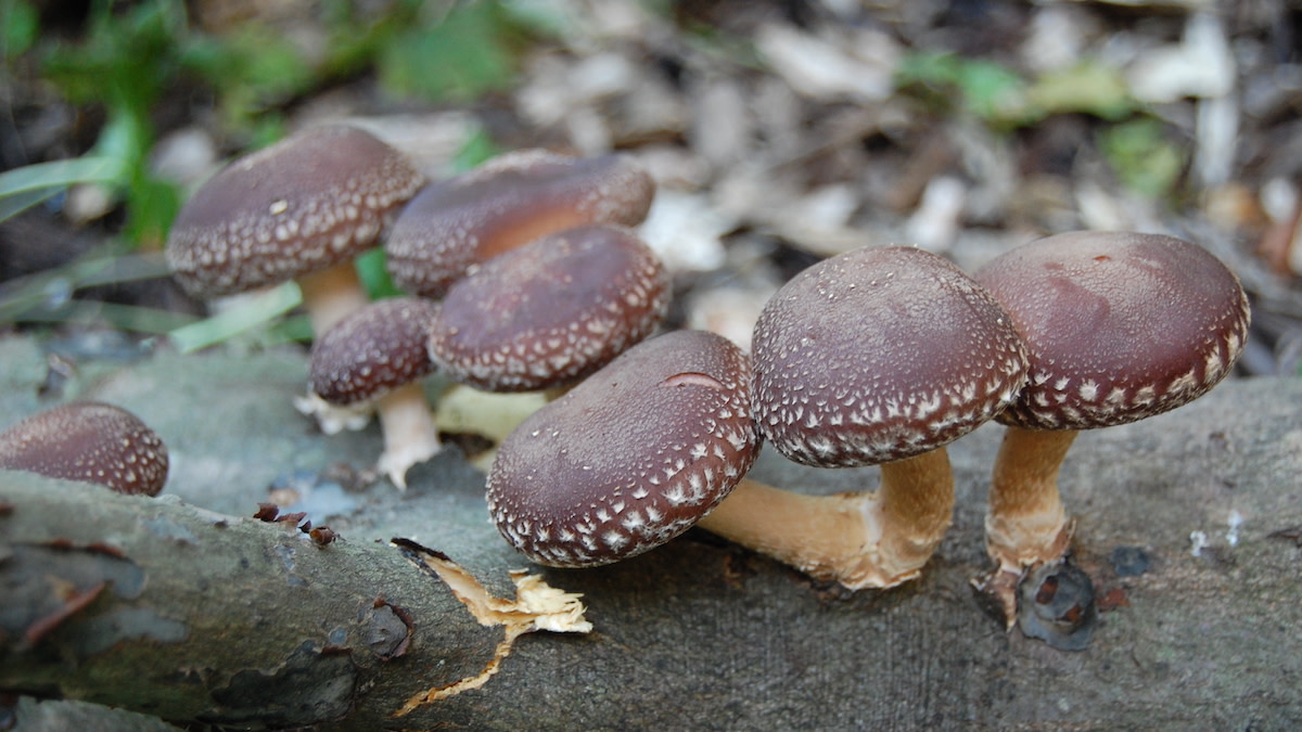 Shii-take mushrooms (Shitake)