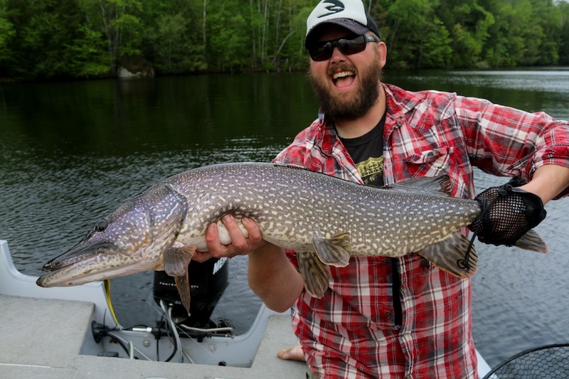 Northern Pike Early in the Summer