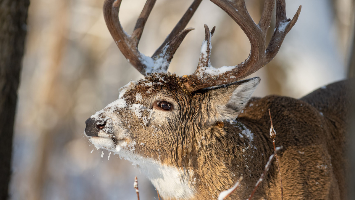 How To Kill A Late-Season Buck From The Ground | MeatEater Wired To Hunt