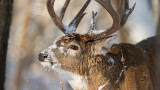 How To Kill a Late-Season Buck On Public Land