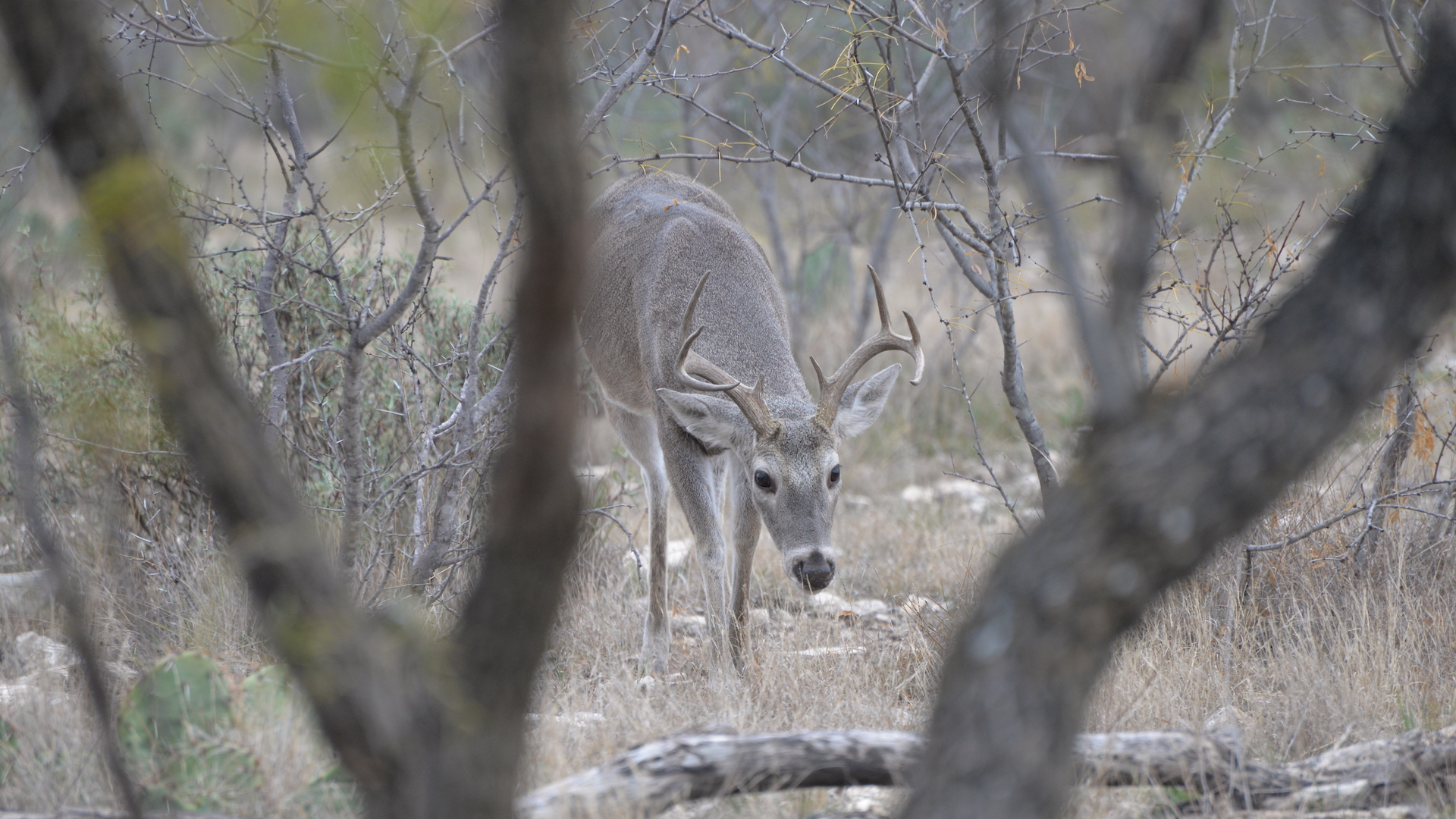 How To Kill A Buck After The General Gun Season | MeatEater Wired To Hunt