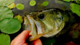 Skip, Flip, Pitch: How to Catch Big Bass Under Cover