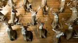 Mounted whitetail buck heads on wood-paneled wall