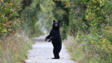The Bear That Almost Caused WWIII