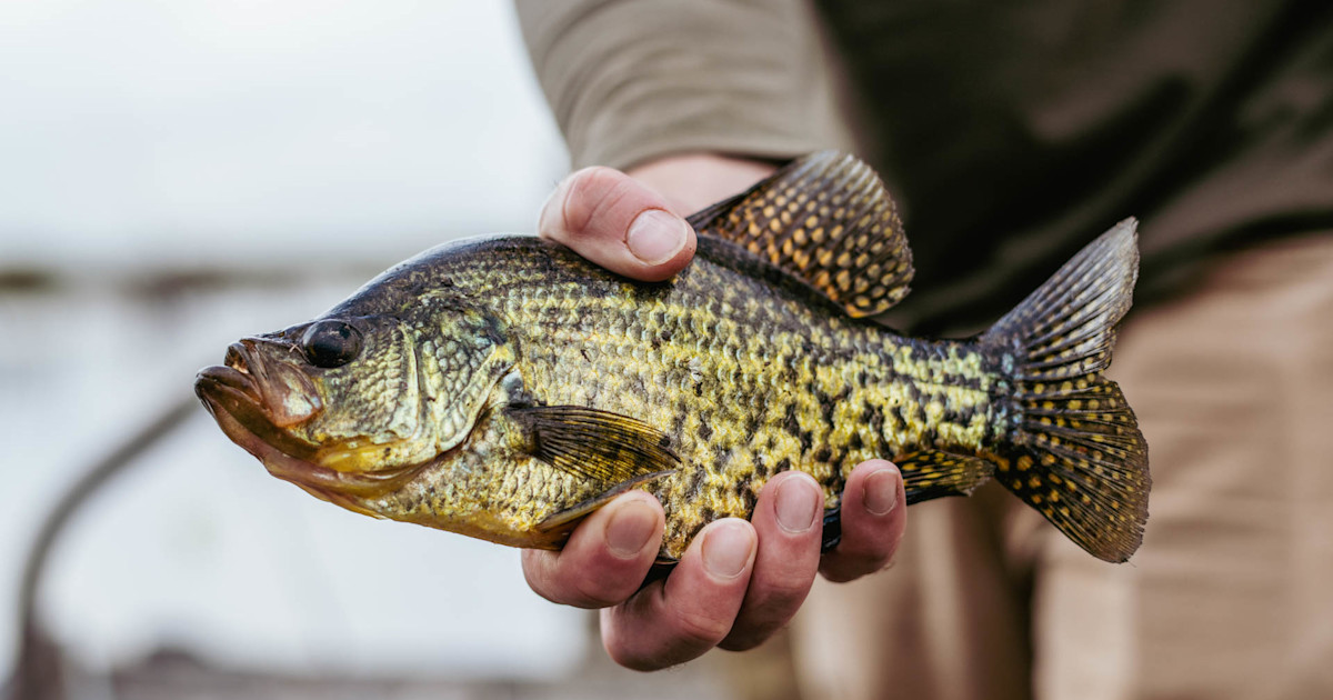 How to Catch Topwater Panfish How to Catch Topwater Panfish