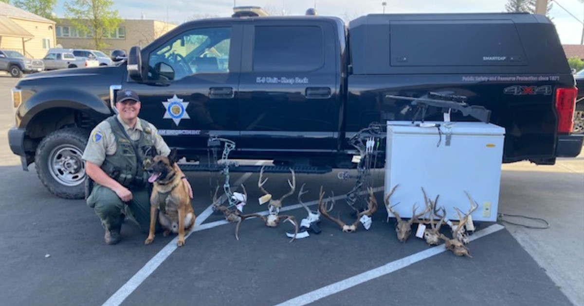 Three-Year Poaching Investigation in California Uncovers Close to 30 Deer Three-Year Poaching Investigation in California Uncovers Close to 30 Deer
