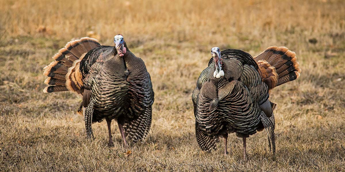 MeatEater Mailbag: Favorite Turkey State and Fly Fishing Advantages ...