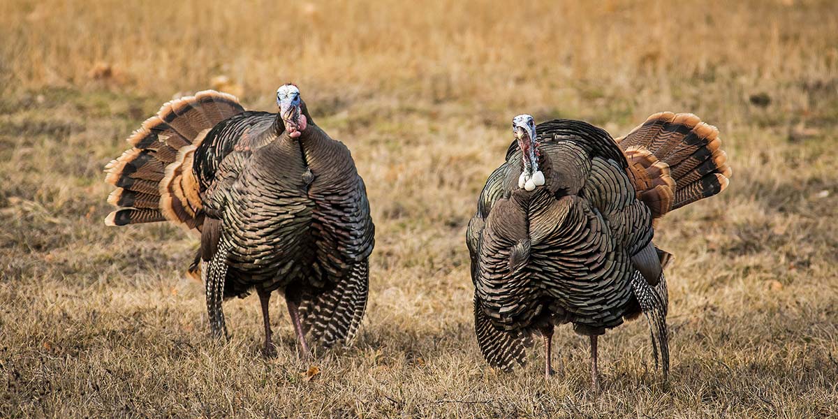 MeatEater Mailbag: Favorite Turkey State and Fly Fishing Advantages