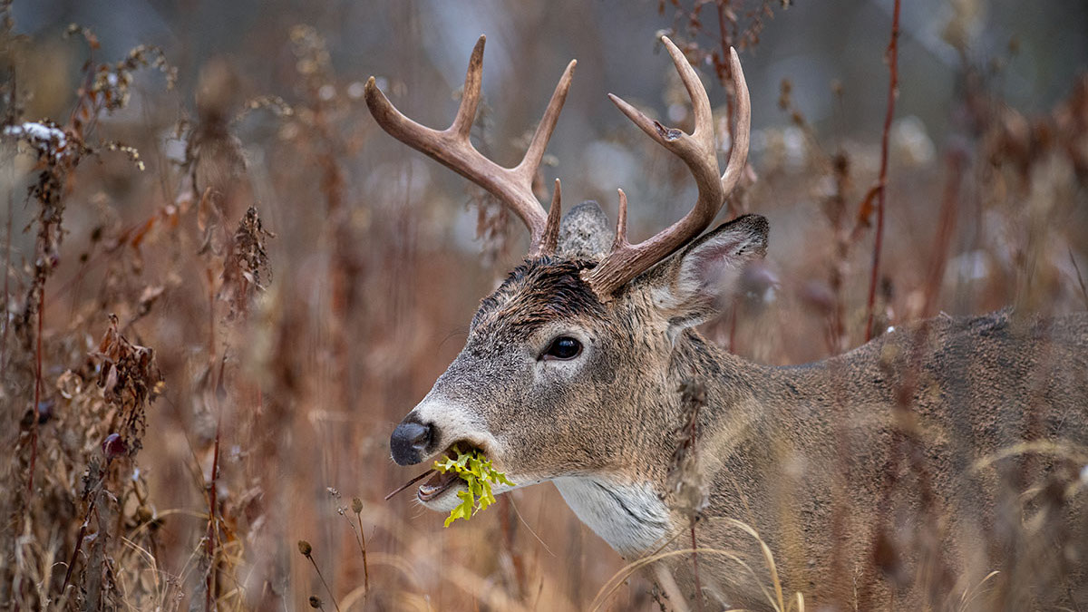 Nutrition Advice for Deer Hunters: You Are What You Eat - Game & Fish
