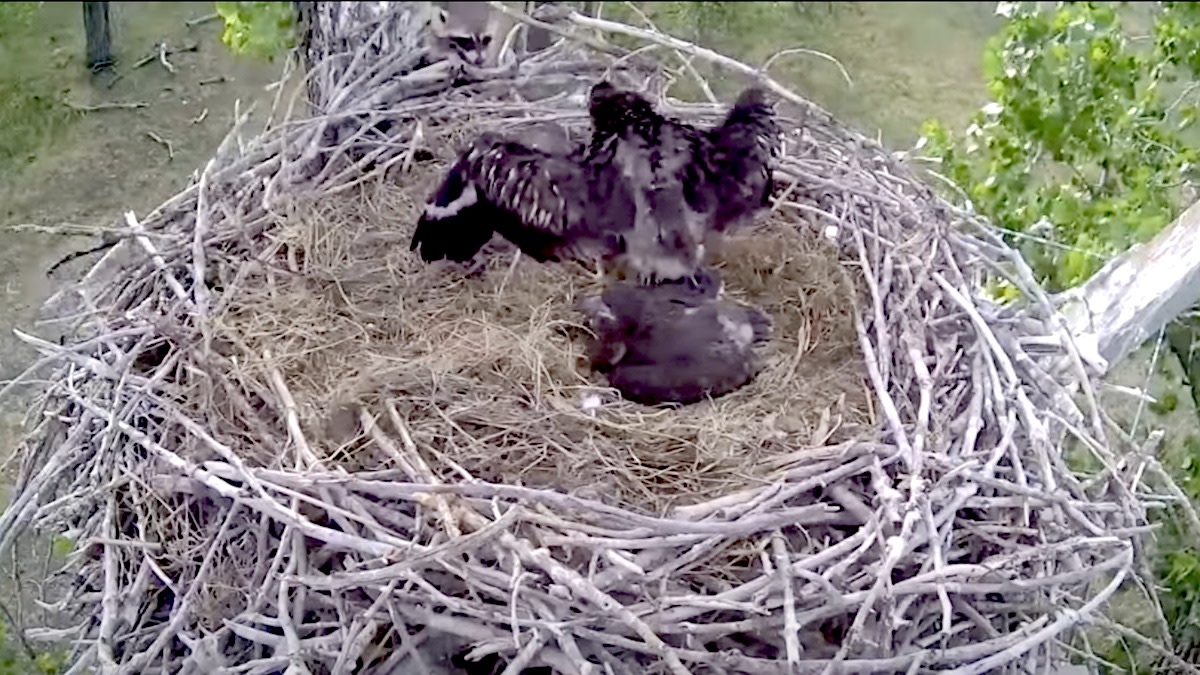 Video: Raccoon Attacks Eagle Fledgling in Nest