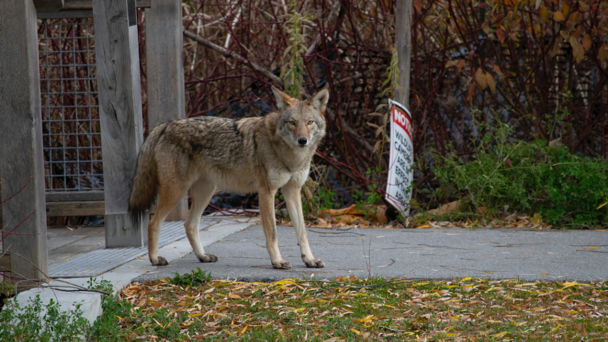 Coyote Attacks 2-Year-Old Boy on Front Porch