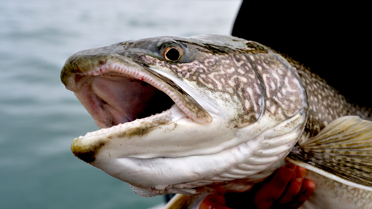 Lake Fish In Water