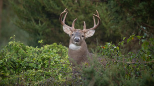 How to Hunt the Whitetail Rut in Big Woods