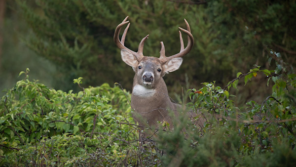 How to Hunt the Whitetail Rut in Big Woods