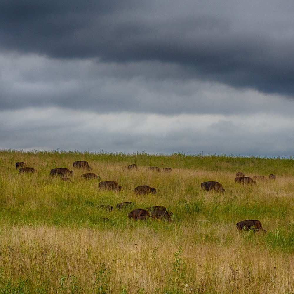 Neal Smith Wildlife Refuge
