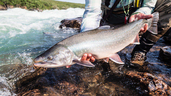 Catch It. Release It? Kill It? Eat It?