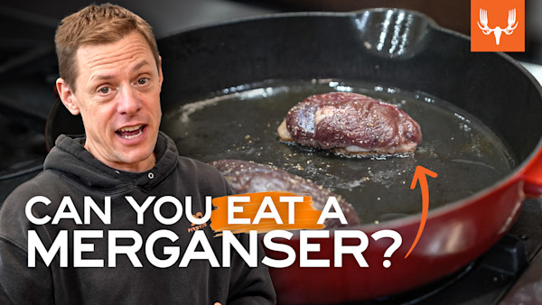 Can You Eat a Merganser?