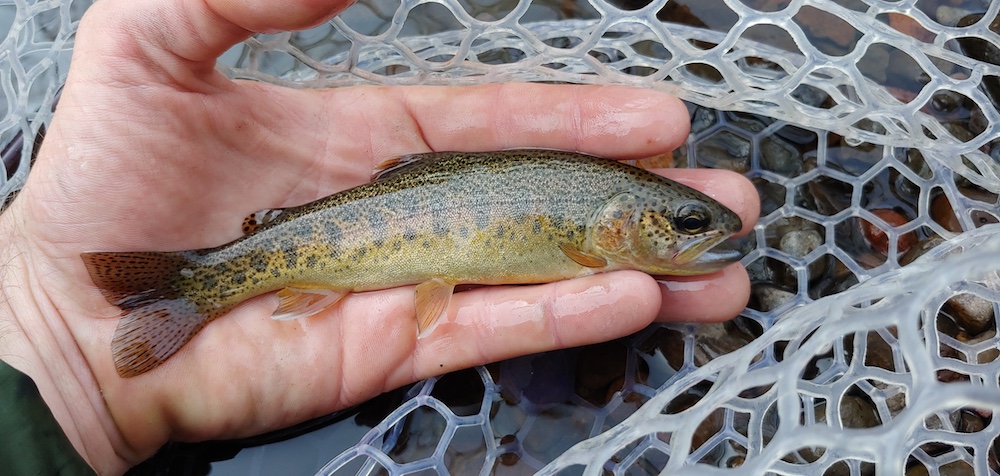 In Pursuit of the American Native Trout Grand Slam