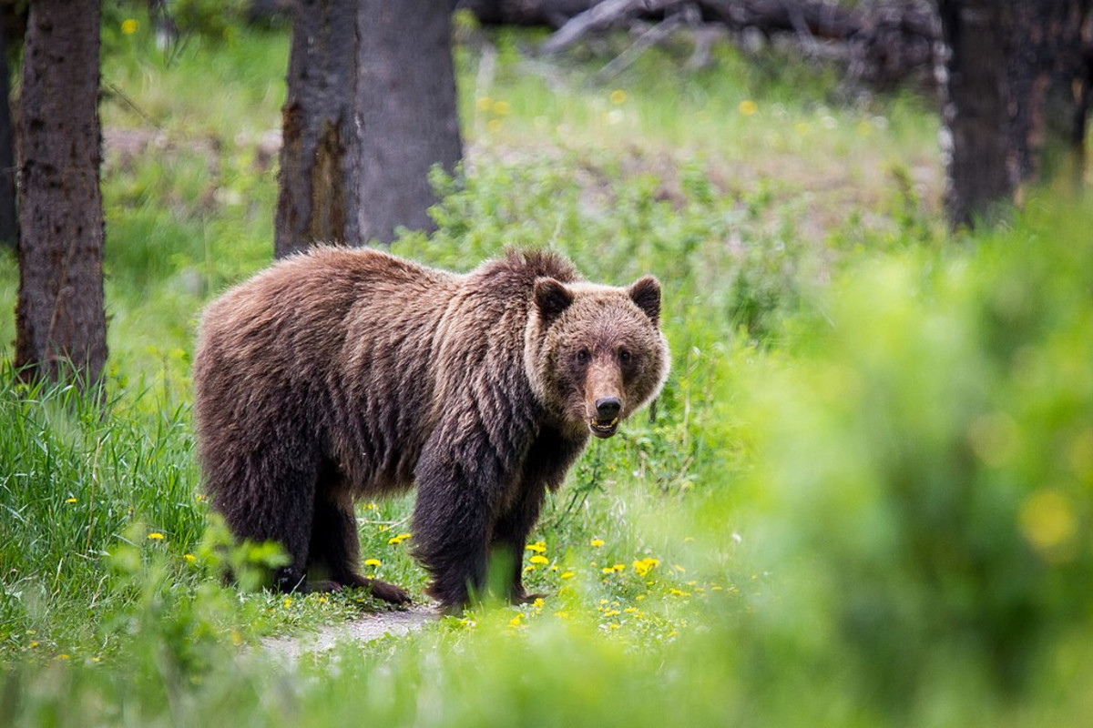 Grizzly Hunt Opponents Pocket Tags, Prove Nothing