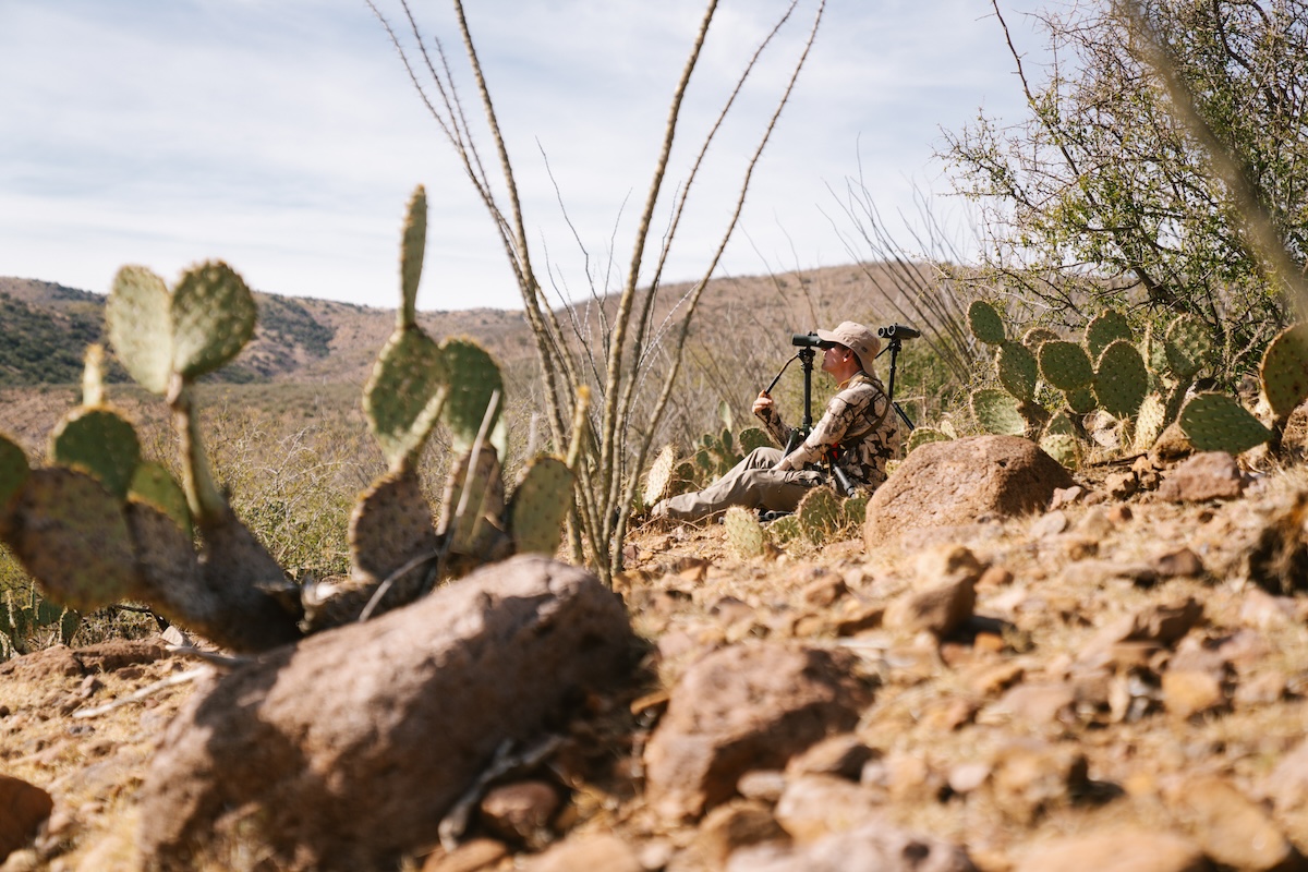 sonoran coues