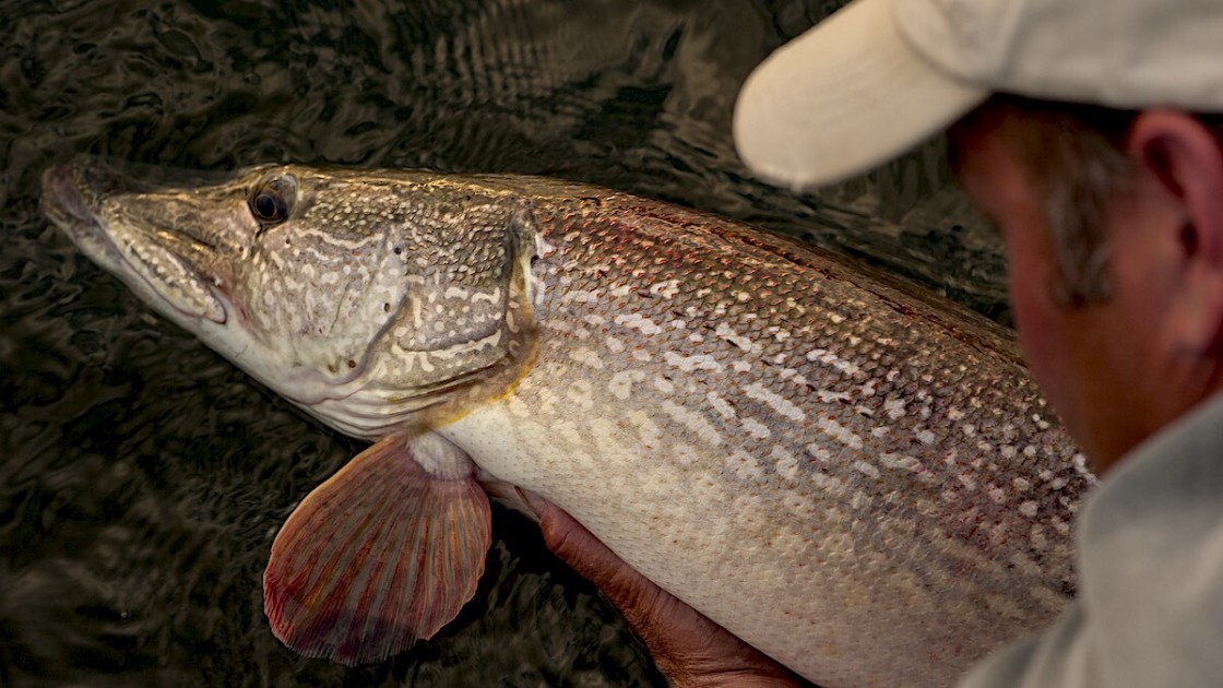 Reel in a trophy catch with these topwater lures for northern pike!